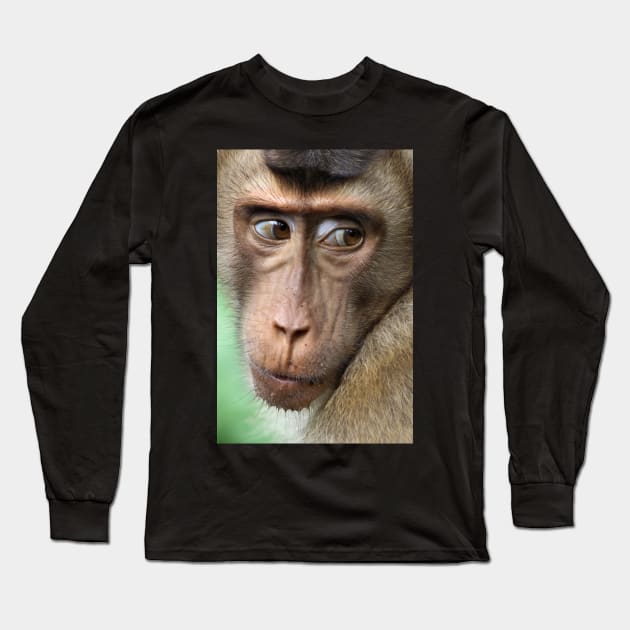 Watching Carefully. Pig-tailed Macaque Portrait. Borneo. Long Sleeve T-Shirt by Carole-Anne